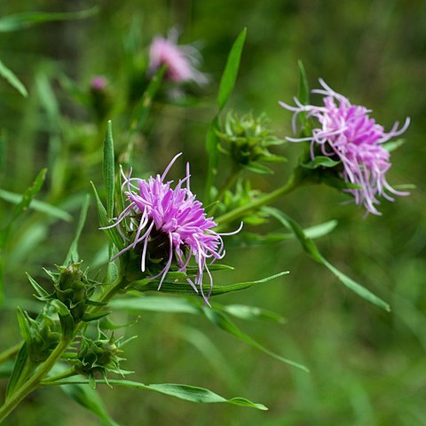 Liatris compacta unspecified picture