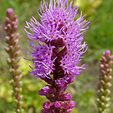 Liatris unspecified picture