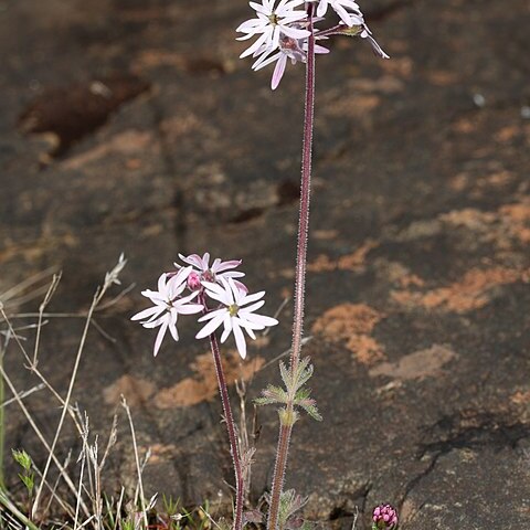 Lithophragma parviflorum unspecified picture