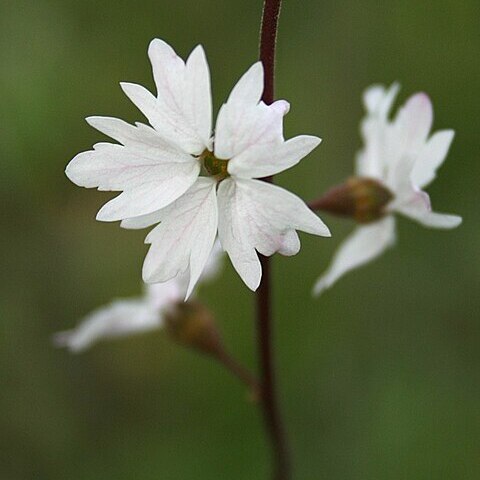 Lithophragma unspecified picture