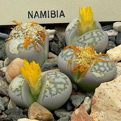 Lithops herrei unspecified picture