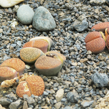 Lithops hookeri unspecified picture