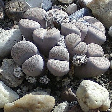 Lithops localis unspecified picture