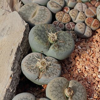 Lithops unspecified picture