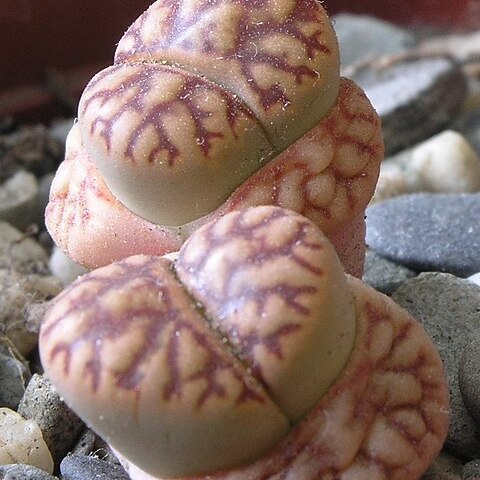 Lithops bromfieldii unspecified picture