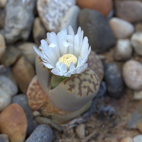 Lithops julii unspecified picture