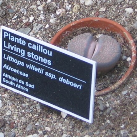 Lithops villetii unspecified picture