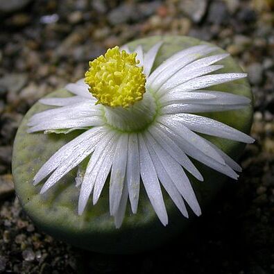 Lithops fulviceps unspecified picture