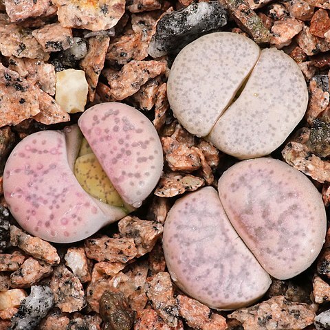 Lithops francisci unspecified picture