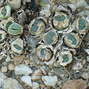 Lithops olivacea unspecified picture