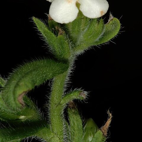 Lithospermum scabrum unspecified picture