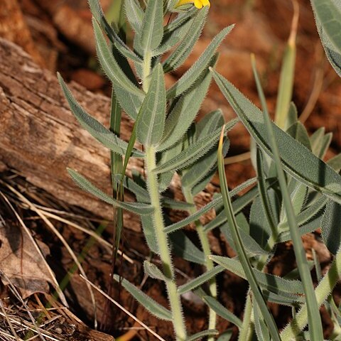 Lithospermum californicum unspecified picture