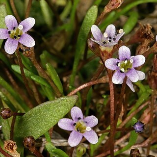 Limosella africana unspecified picture