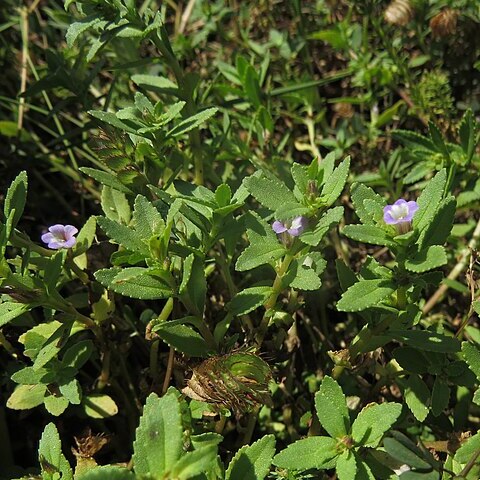 Limnophila repens unspecified picture