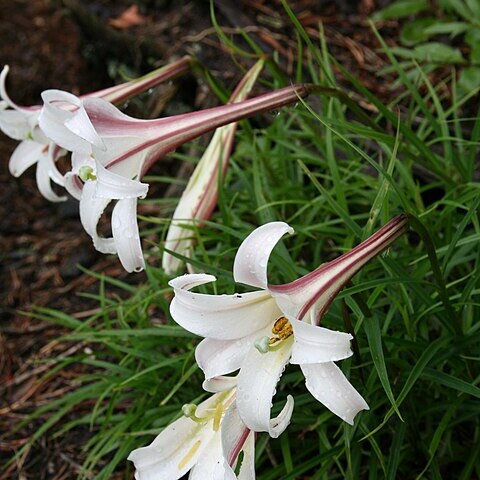 Lilium formosanum var. formosanum unspecified picture