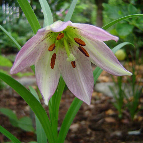 Lilium oxypetalum unspecified picture