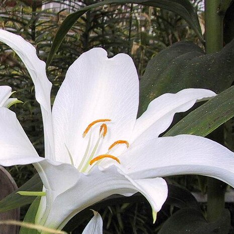 Lilium nobilissimum unspecified picture