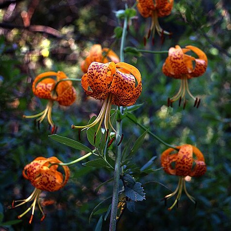 Lilium pardalinum unspecified picture