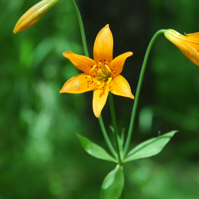 Lilium parvum unspecified picture