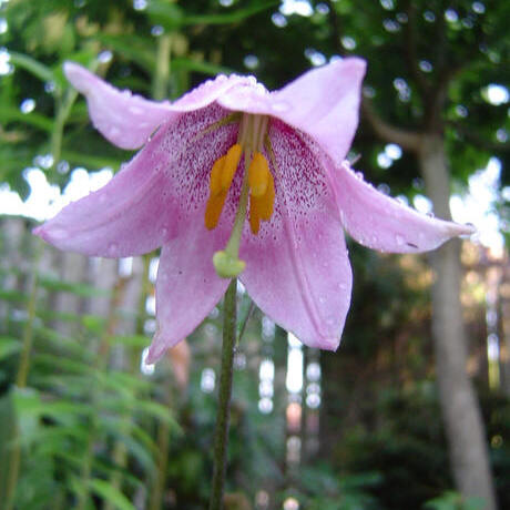 Lilium amoenum unspecified picture