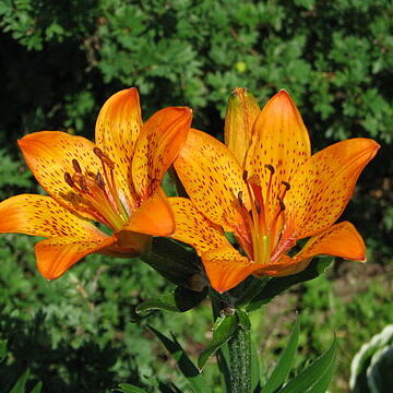 Lilium pensylvanicum unspecified picture