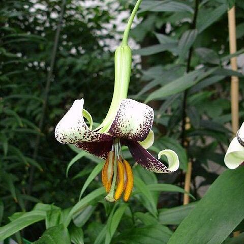 Lilium primulinum var. ochraceum unspecified picture