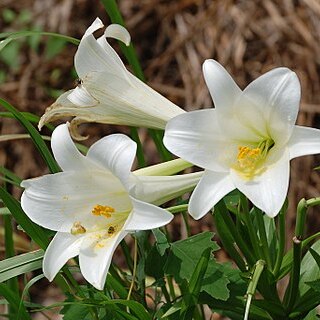 Lilium longiflorum var. longiflorum unspecified picture