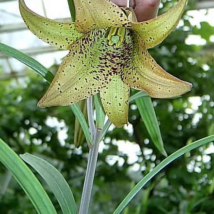 Lilium bakerianum unspecified picture