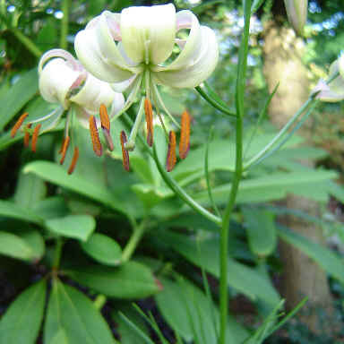 Lilium cernuum unspecified picture