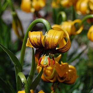 Lilium bosniacum unspecified picture