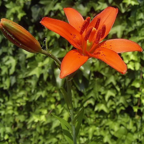 Lilium concolor unspecified picture