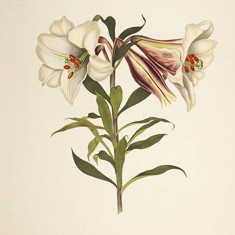 Lilium brownii var. viridulum unspecified picture