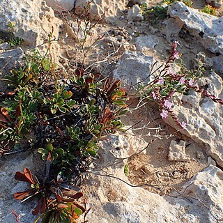 Limonium aucheri unspecified picture