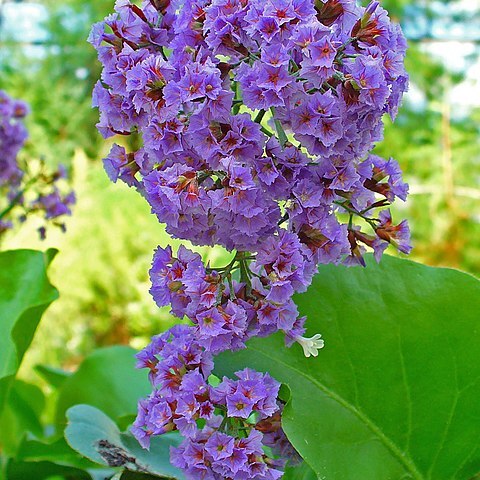 Limonium arborescens unspecified picture