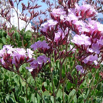 Limonium emarginatum unspecified picture