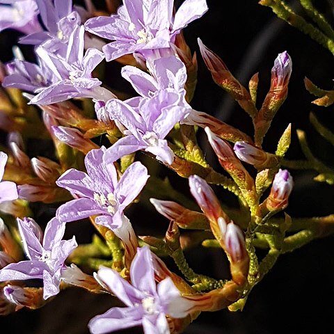 Limonium scabrum unspecified picture