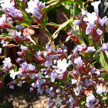 Limonium brassicifolium unspecified picture