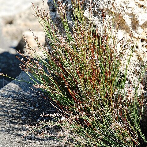 Limonium bocconei unspecified picture