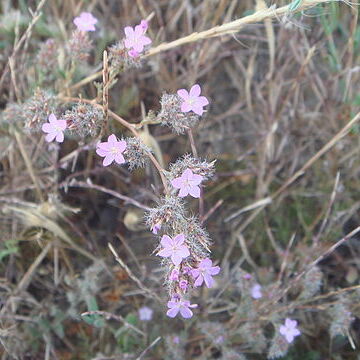 Limonium ferulaceum unspecified picture