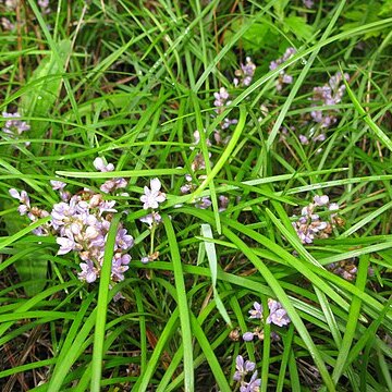 Liriope minor unspecified picture