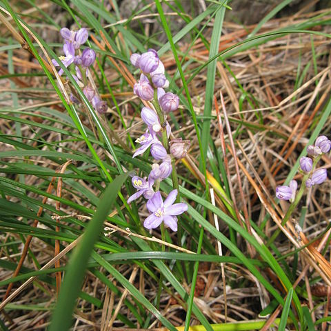 Liriope minor unspecified picture