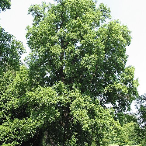 Magnoliaceae unspecified picture