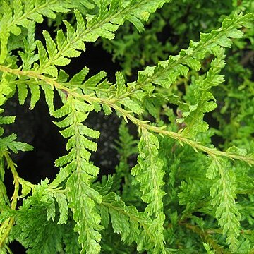 Libocedrus plumosa unspecified picture