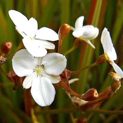 Libertia peregrinans unspecified picture