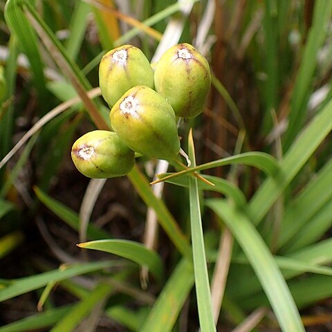 Libertia cranwelliae unspecified picture