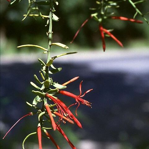 Loranthaceae unspecified picture