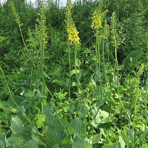 Ligularia fauriei unspecified picture