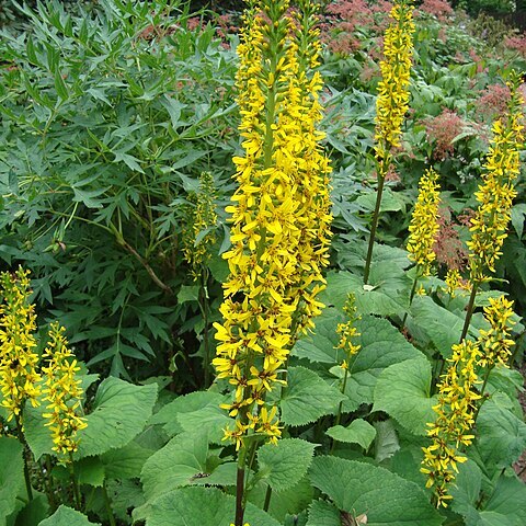 Ligularia alatipes unspecified picture