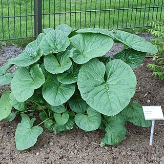 Ligularia calthifolia unspecified picture