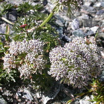 Ligusticum unspecified picture